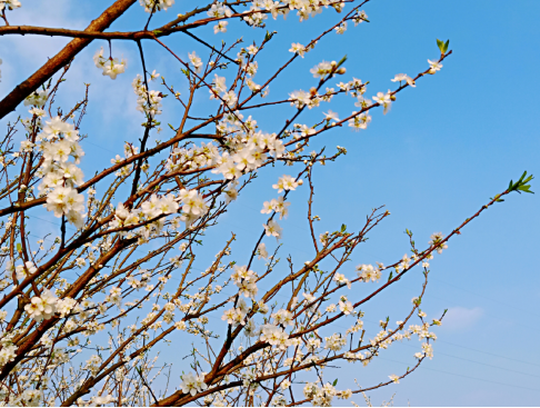 重慶葡萄基地 _花果園