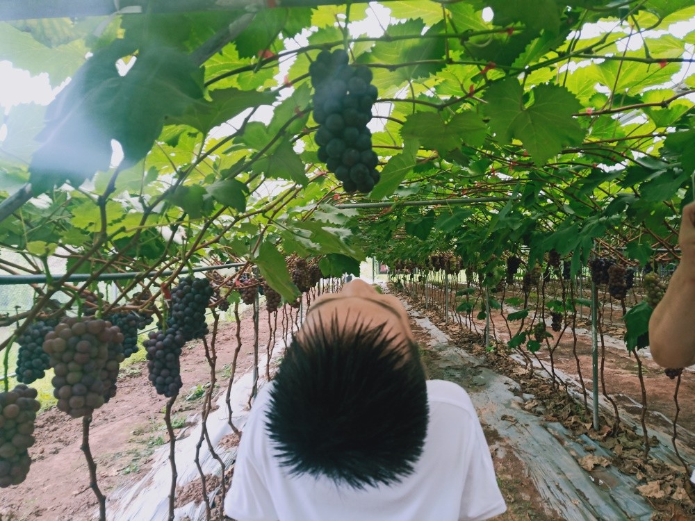 重慶葡萄基地 _這個(gè)夏日，一起感受美如畫(huà)的田園風(fēng)光