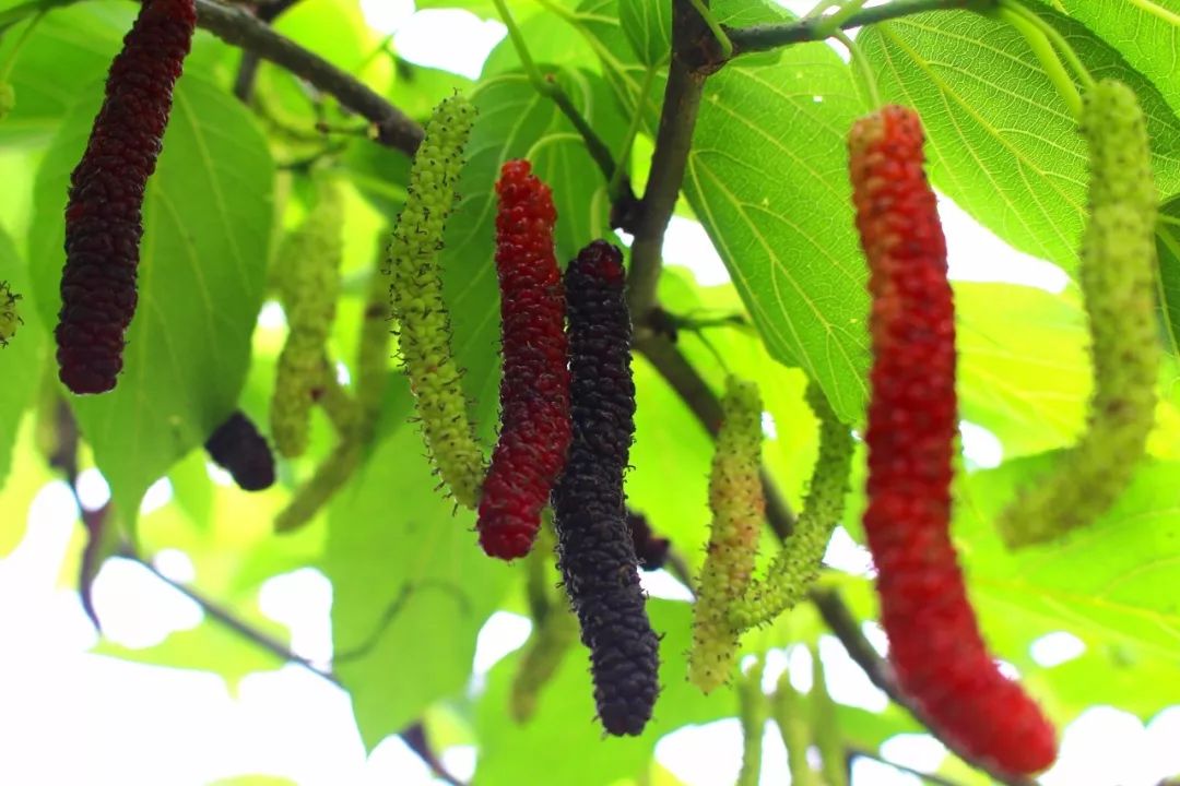 重慶葡萄園_如何才能收獲優(yōu)質桑葚